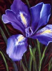 Iris #4