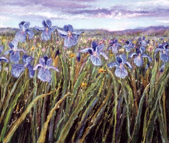 Field of Irises #7 