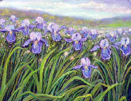 Field of Iris #6