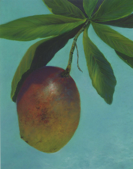 
Mango Caribe