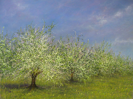 Apple Blossoms 7